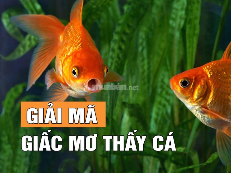 mơ thấy cá vàng